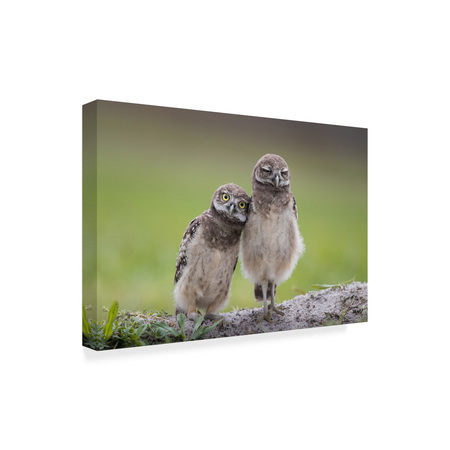 Trademark Fine Art Greg Barsh 'Friends Owls' Canvas Art, 16x24 1X07078-C1624GG